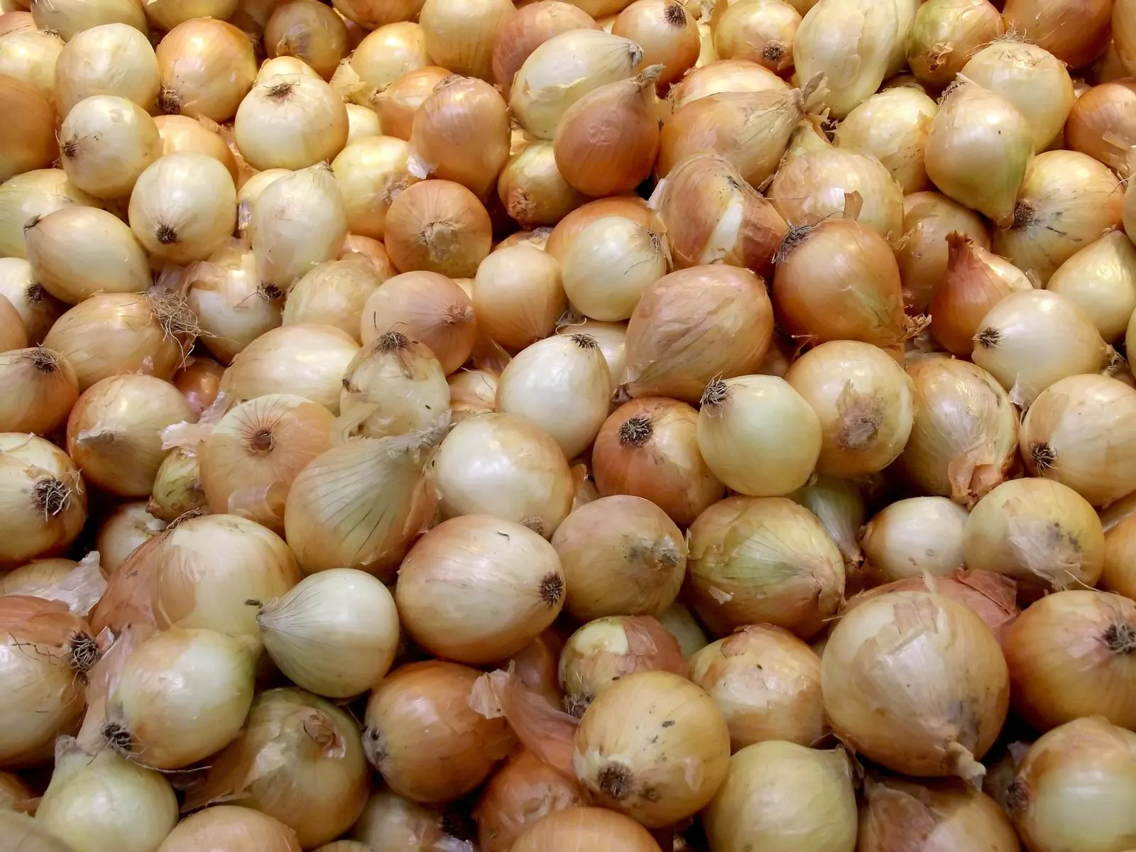 Cebola albina