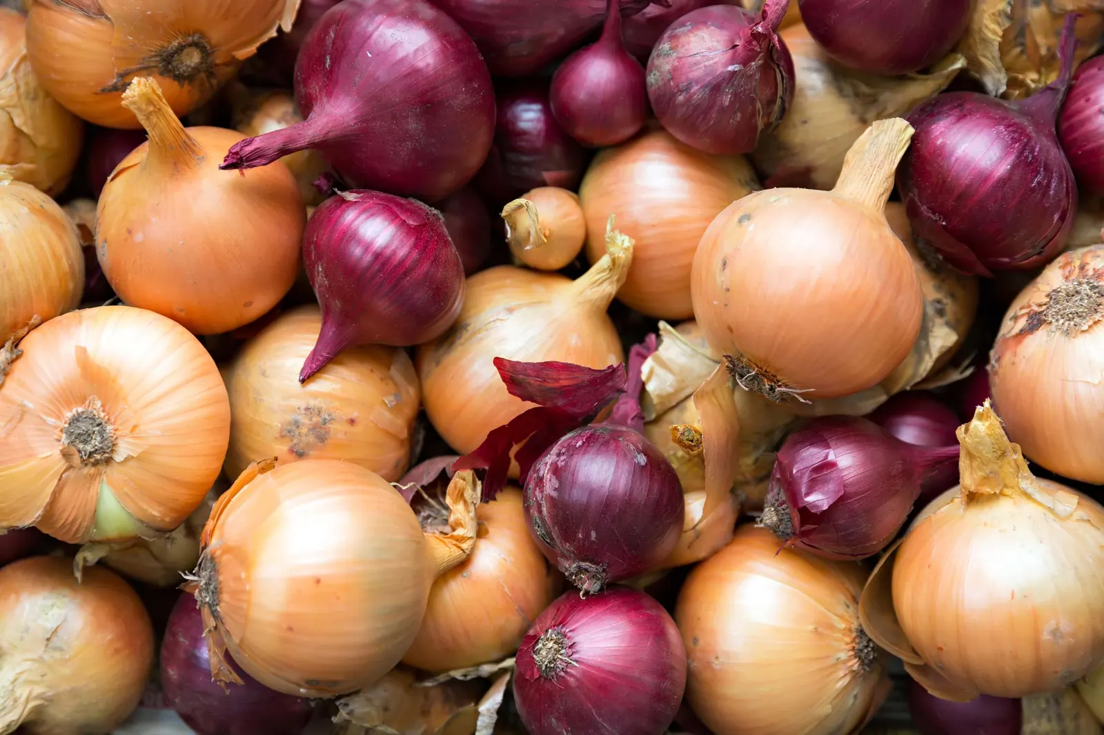 Cebola